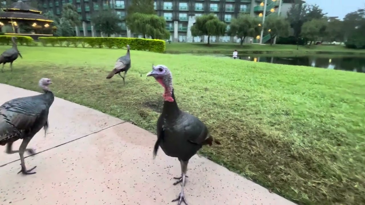 Semi-Wild Turkeys