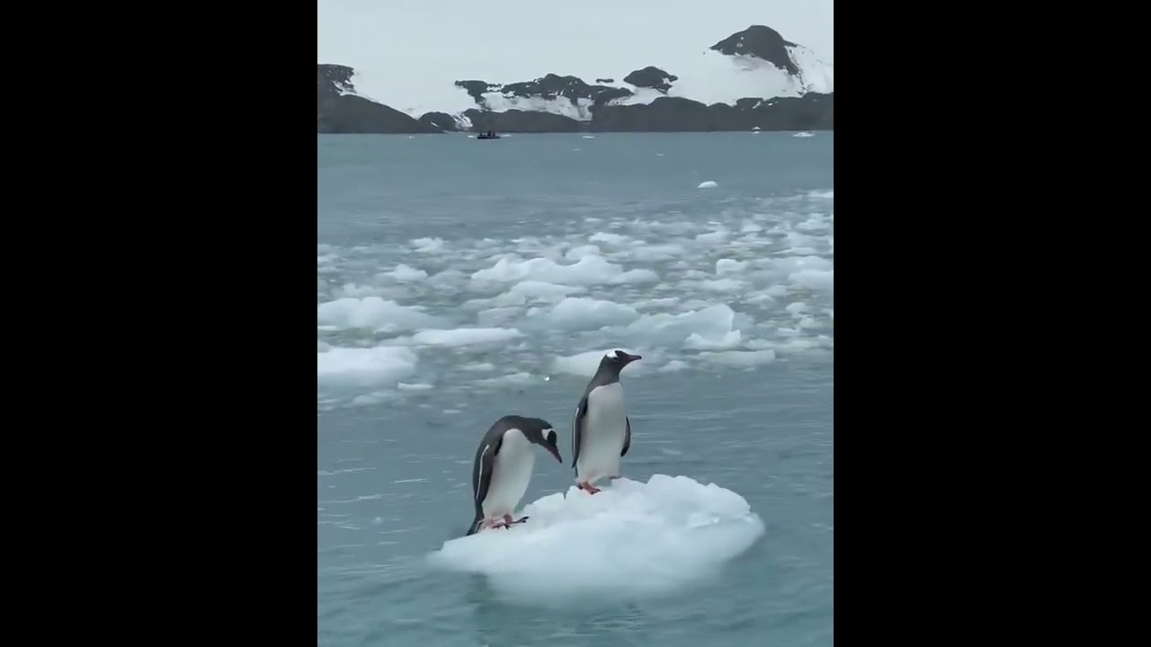 PENGUINS SURFING ON ICE IN ANTARCTICA (@silverphotography.ru/IG)
