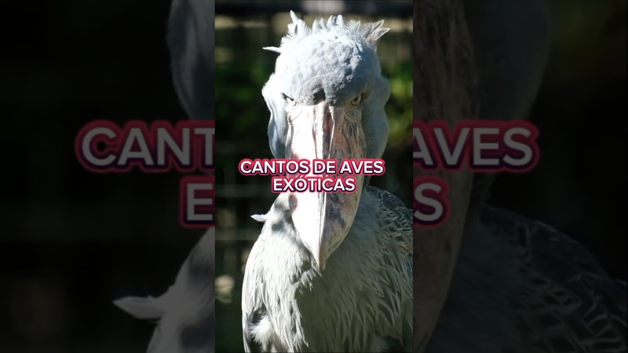 CANTOS DE AVES EX&Oacute;TICAS #passaros #cantosdep&aacute;ssaros #avesraras #cantosdeaves #fyp #birds #animals