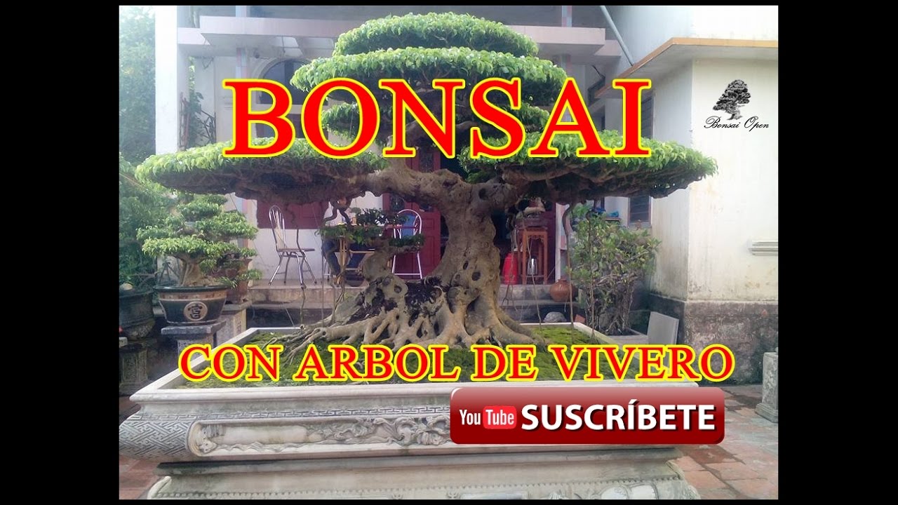 COMO HACER UN BONSAI CON ÁRBOL DE VIVERO