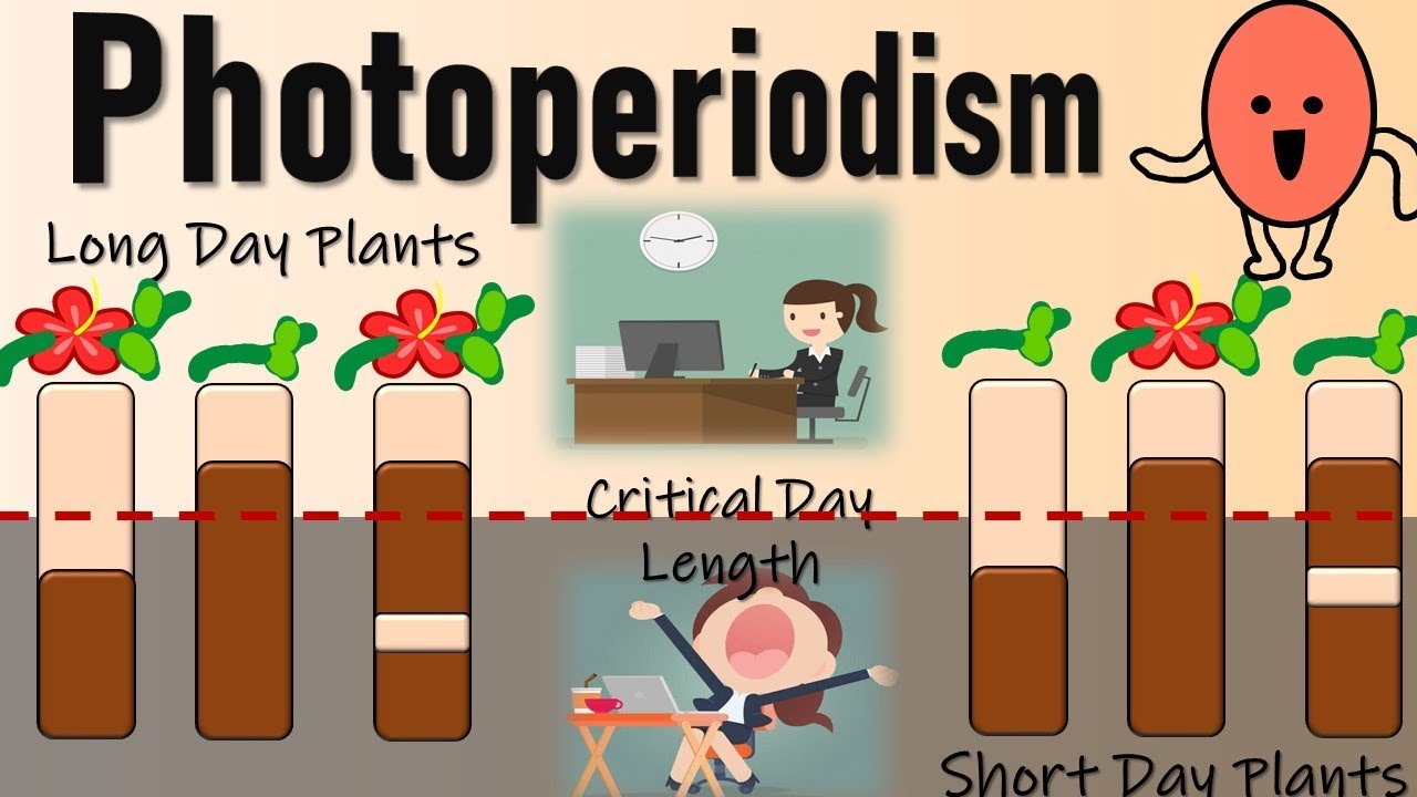 Photoperiodism II Role of Phytochromes in Flowering II Red Light and Far-red light effect
