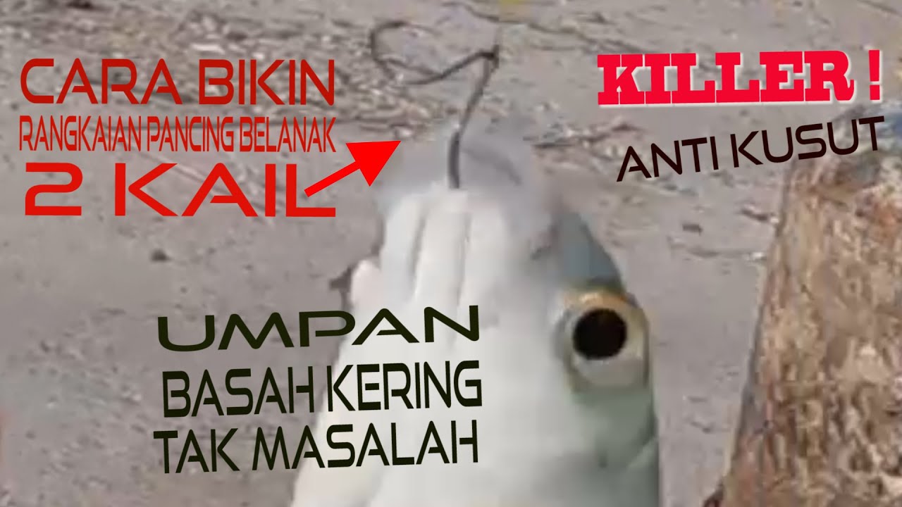 Cara Bikin Rangkaian Pancing Belanak 2 Kail : Killer ! Anti Kusut, Umpan Basah Kering Oke