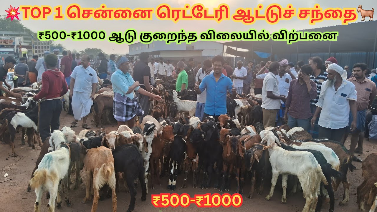 💥🐐 சென்னையில் 500-1000 ரூபாய்க்கு உயிருடம் ஆடு வாங்க ரெட்டேரி ஆட்டு சந்தை | Redhills goat market