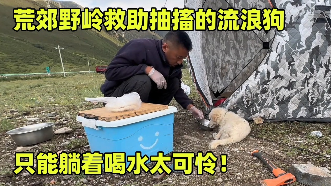 自驾西藏路上救助一直抽搐的流浪狗，只能躺着喝水太可怜，去买犬瘟药希望能帮抓它【小秃子旅行记】