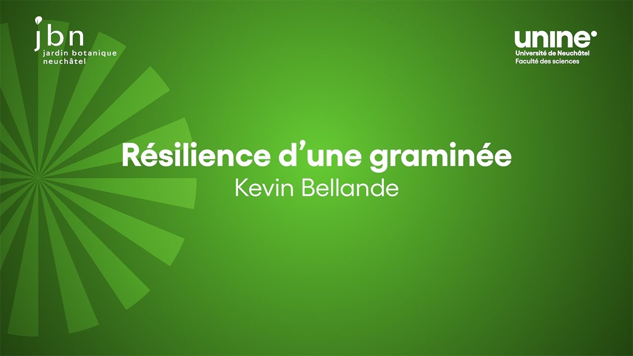 Résilience d'une graminée