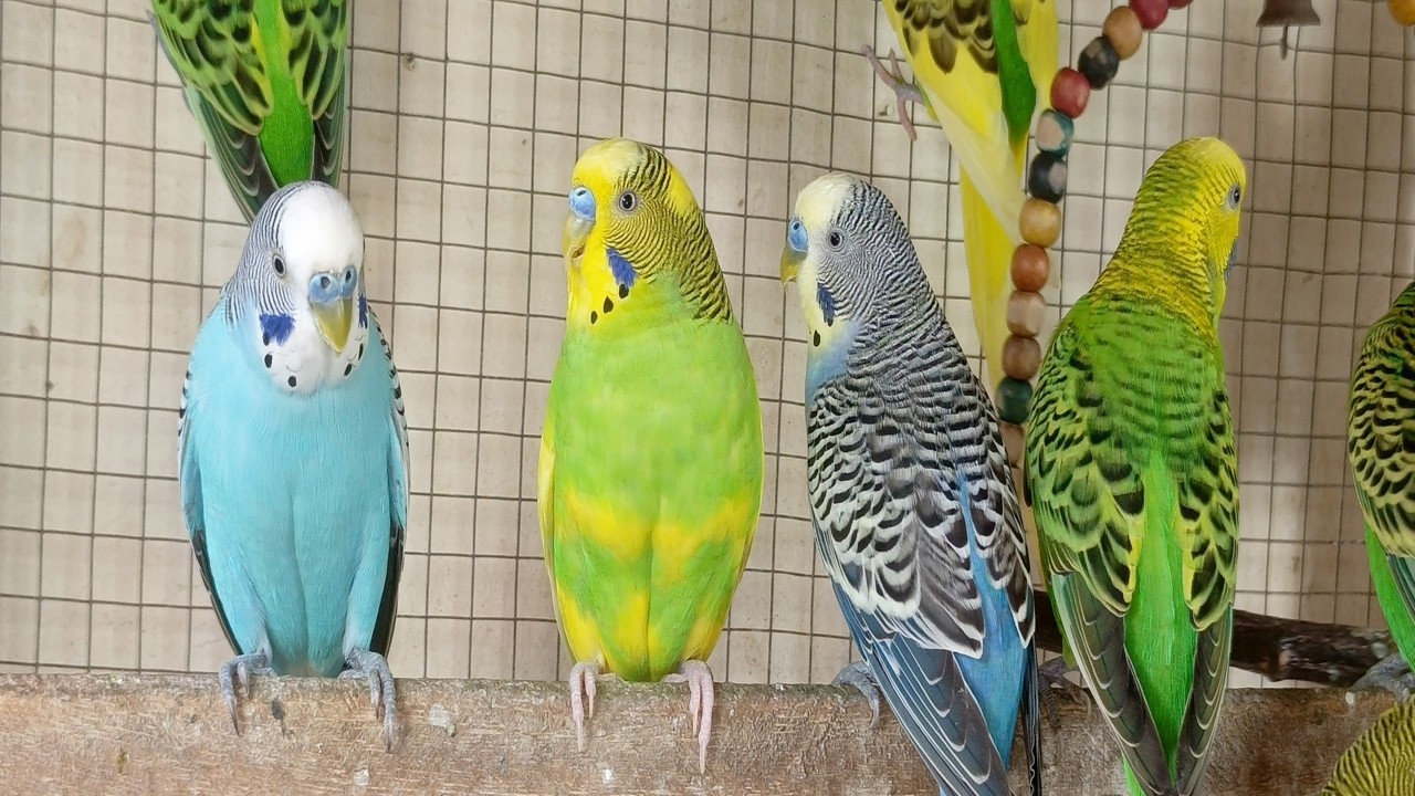 12 Hours of Happy Parakeet Sounds 🐦🎶 | Comforting Chirps for Your Sad & Lonely Budgies