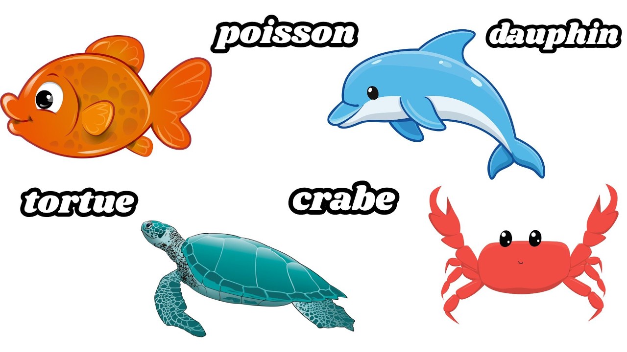 Easy French | Learn French | Sea Animals in French | Les animaux marins en français