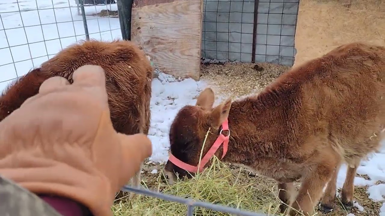 Присоединяйтесь к нам, пока мы занимаемся делами на нашей небольшой молочной ферме.