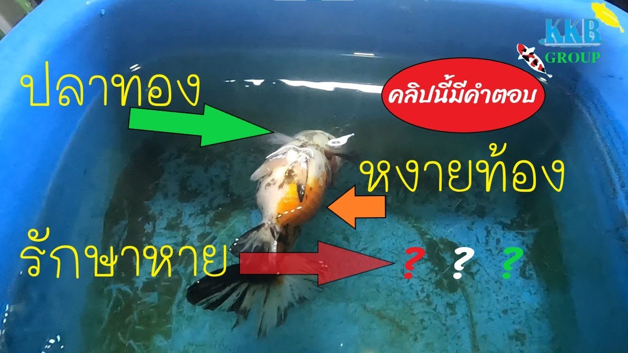 ปี7 EP.206 รักษาปลาทองหงายท้อง/Goldfish Floating Bloated