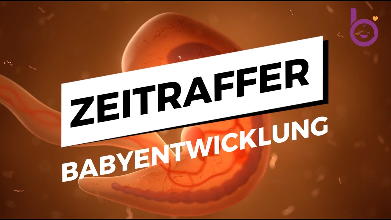 Zeitraffer: So entwickelt sich das Baby in der Schwangerschaft