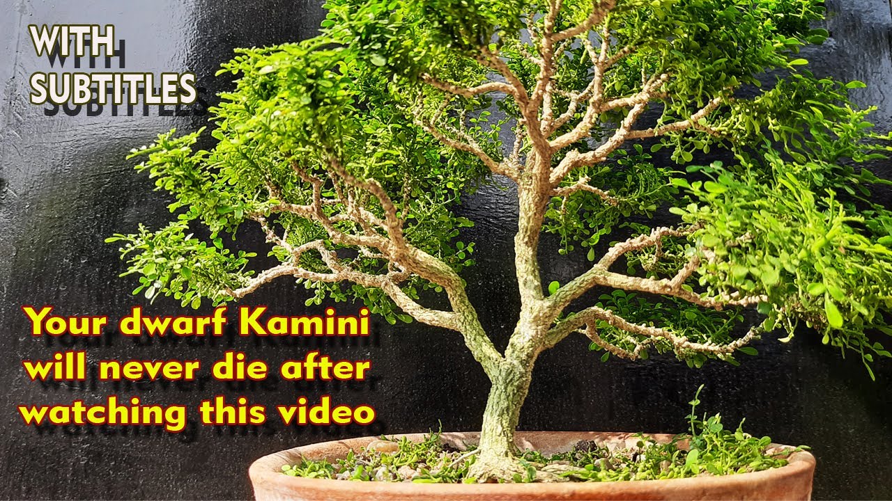 Dwarf Kamini, इस वीडियो को देखने के बाद आपका बौना कामिनी कभी नहीं मरेगा, Be the Creator, Dec'20