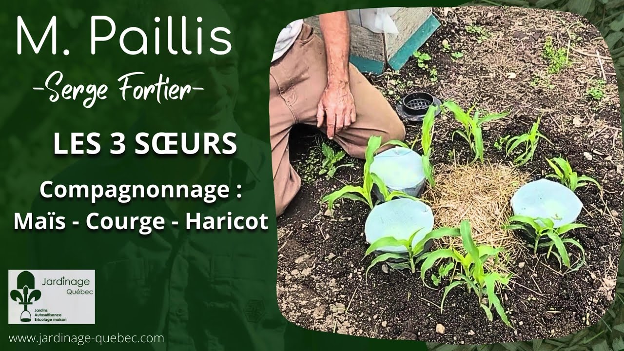 LES TROIS SOEURS EN COMPAGNONNAGE MAÏS COURGE HARICOT  - CONSEILS DE SERGE FORTIER