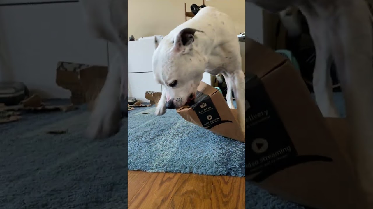 Sarge Destroying a Box Part 2