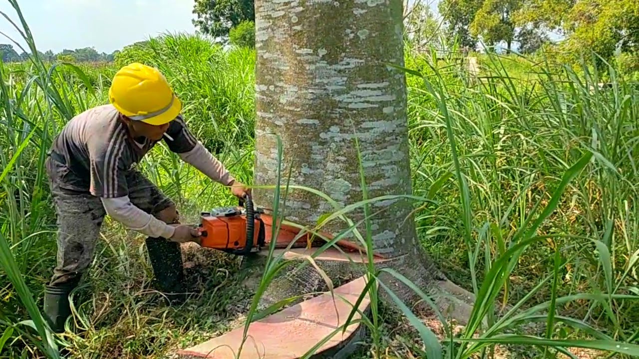 Super Big Sengon Tree Cutting Skill!!! Stihl ms381