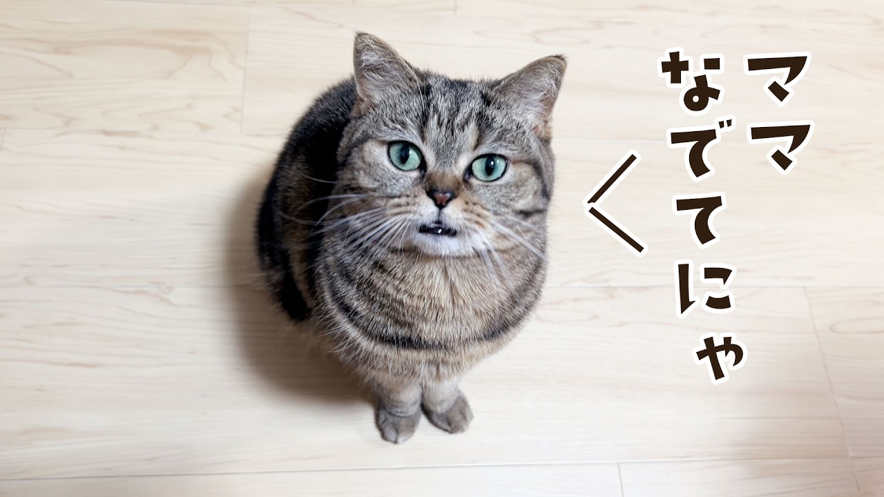 「なでてにゃっ」って見上げてくる猫...破壊力やばい！！ #807【生後2年と190日目 スコティッシュフォールド】