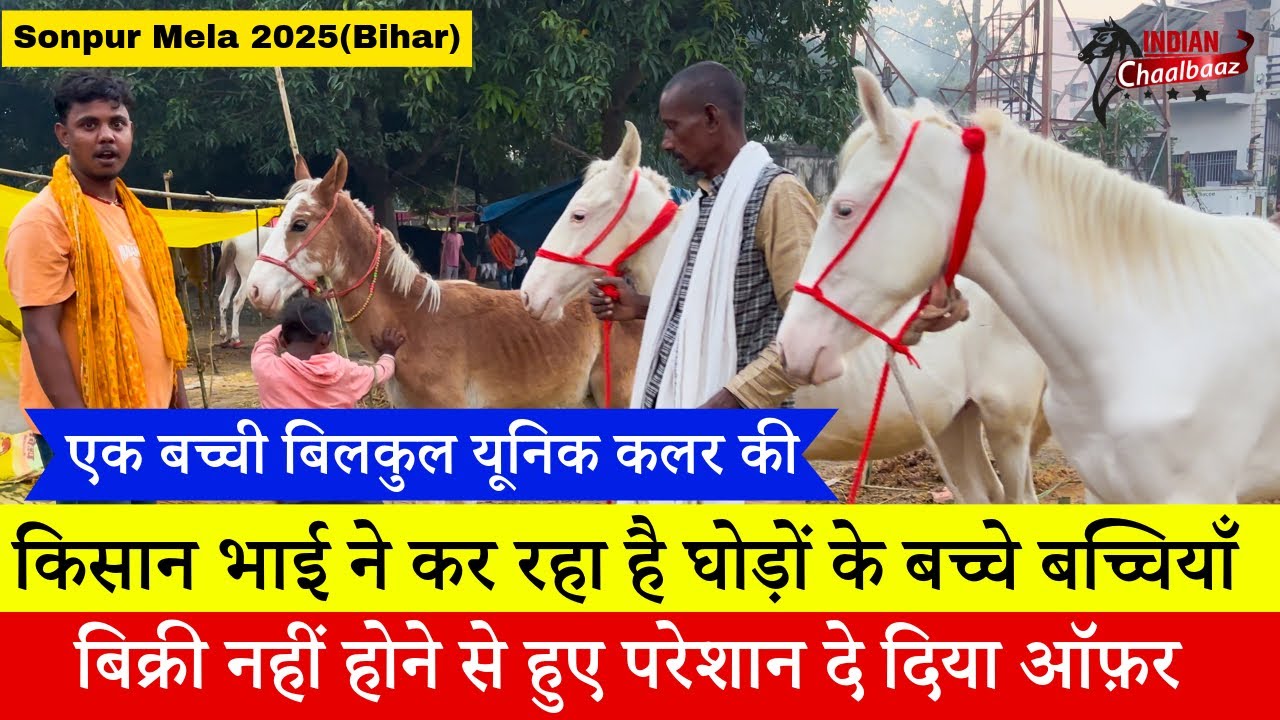 किसान भाई मेले में लेकर आए घोड़ों के बच्चे बिक्री नहीं होने से हुए परेशान Sonpur Mela 2025