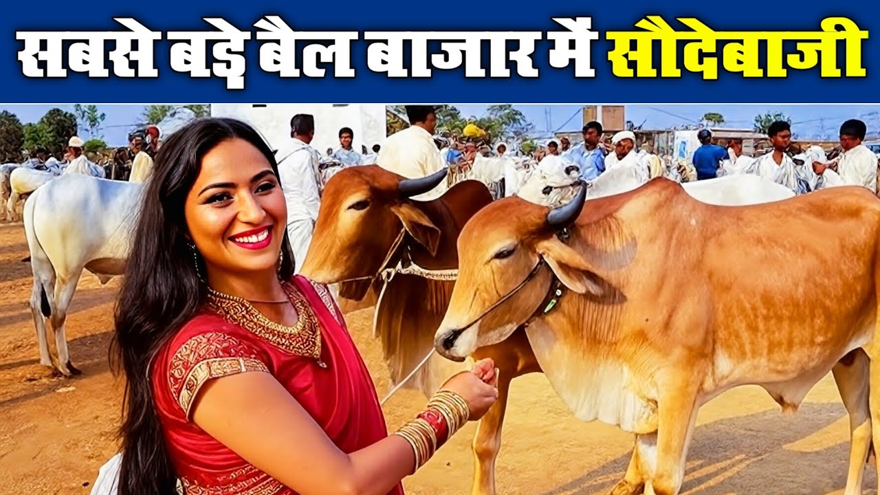 सबसे बड़ा बैल बाजार हिर्री बालाघाट। Bail Bazaar Hirri 2025 Balaghat Madhyaprdesh ।। #omprakashausar