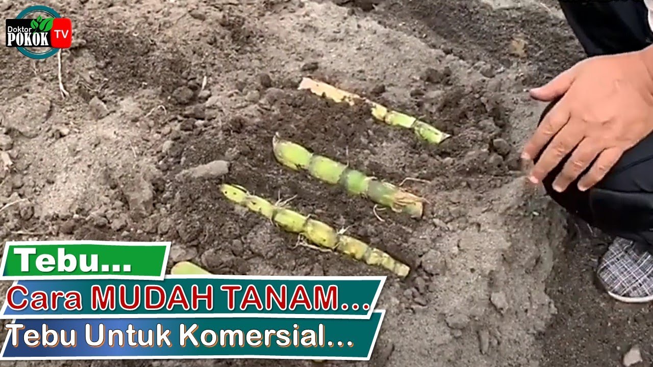 [ Tutorial ] Cara TANAM Benih TEBU KUNING Dengan BETUL dan MUDAH Tumbuh