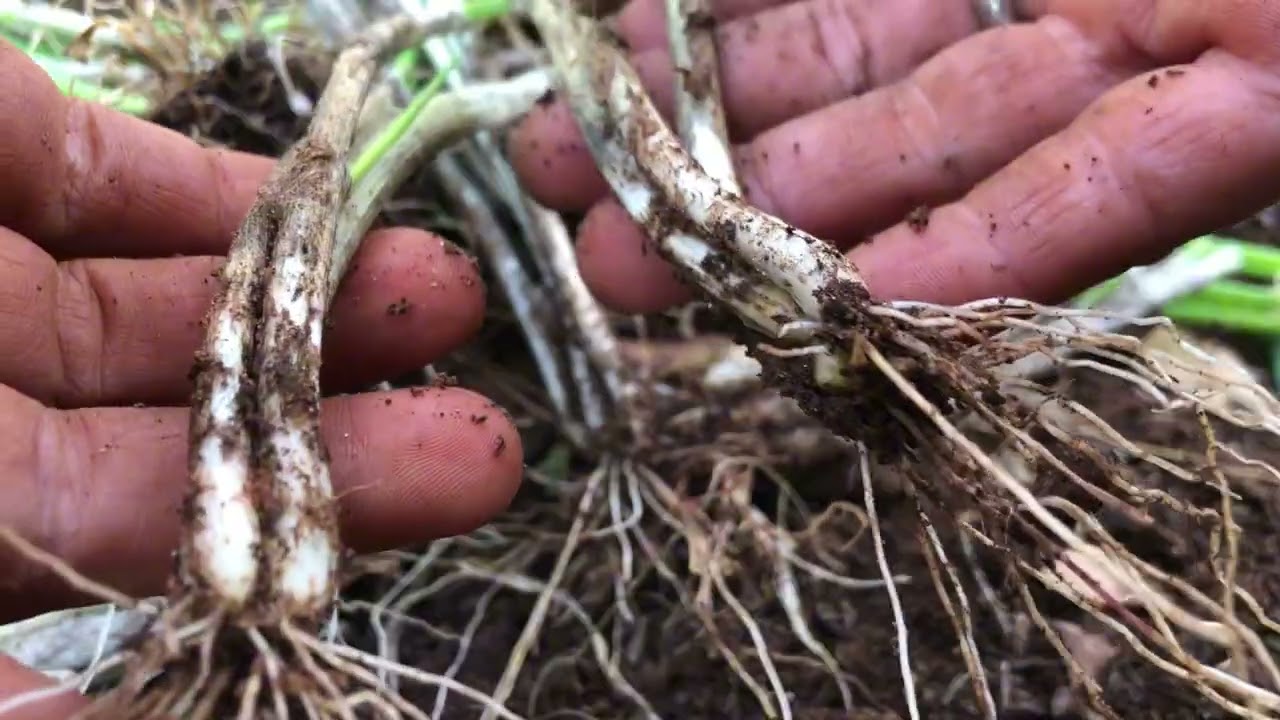 Dia de horta: Renovando as cebolinhas 
