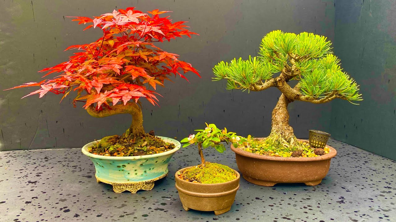 Shohin and Mame (small & tiny) Bonsai Trees: May 2022 (part one)
