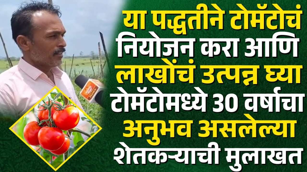 ♦️मनश्या मार्केटिंगच्या साथीने 20 वर्षांपासून टोमॅटो पिकातून हा शेतकरी घेतोय जबरदस्त उत्पन्न..