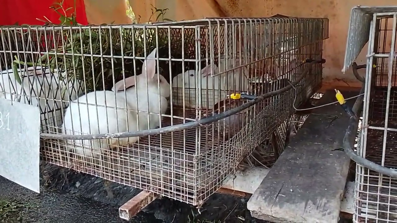 em thỏ cái 4kg 6 đi về làng hoa sa đéc