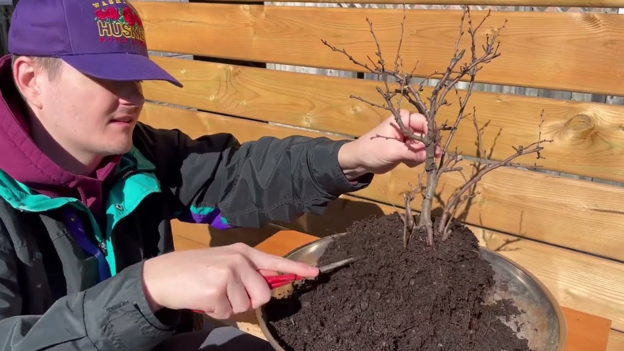 Repotting a Japanese Quince from nursery stock to bonsai — March 2024. @ericstrees