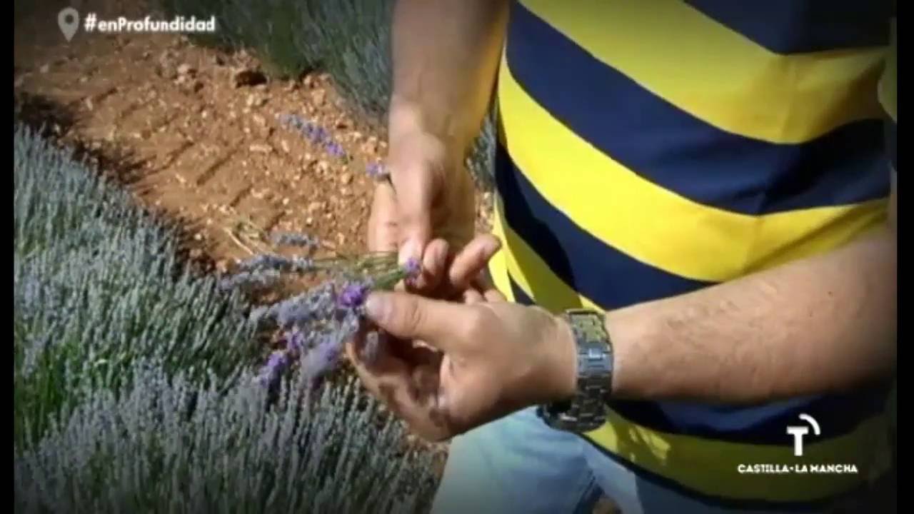 Cultivo de lavanda en Brihuega. En Profundidad.
