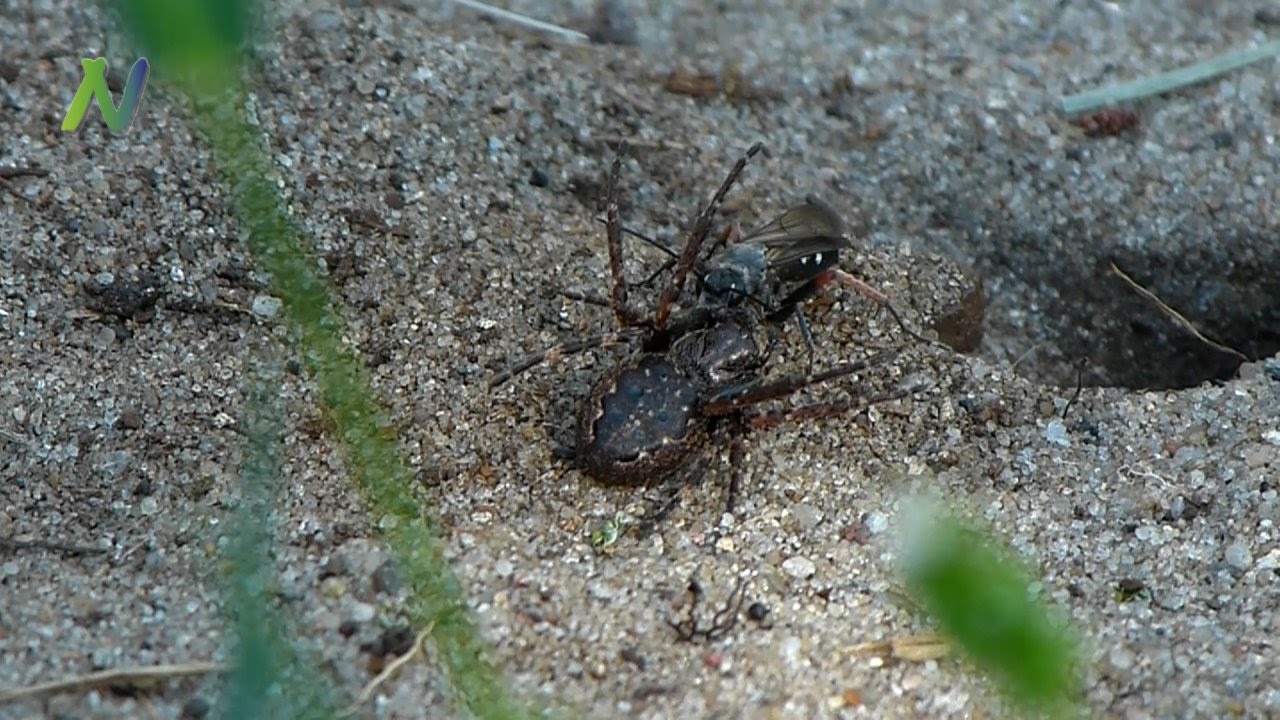 Opferspinne Wegwespe