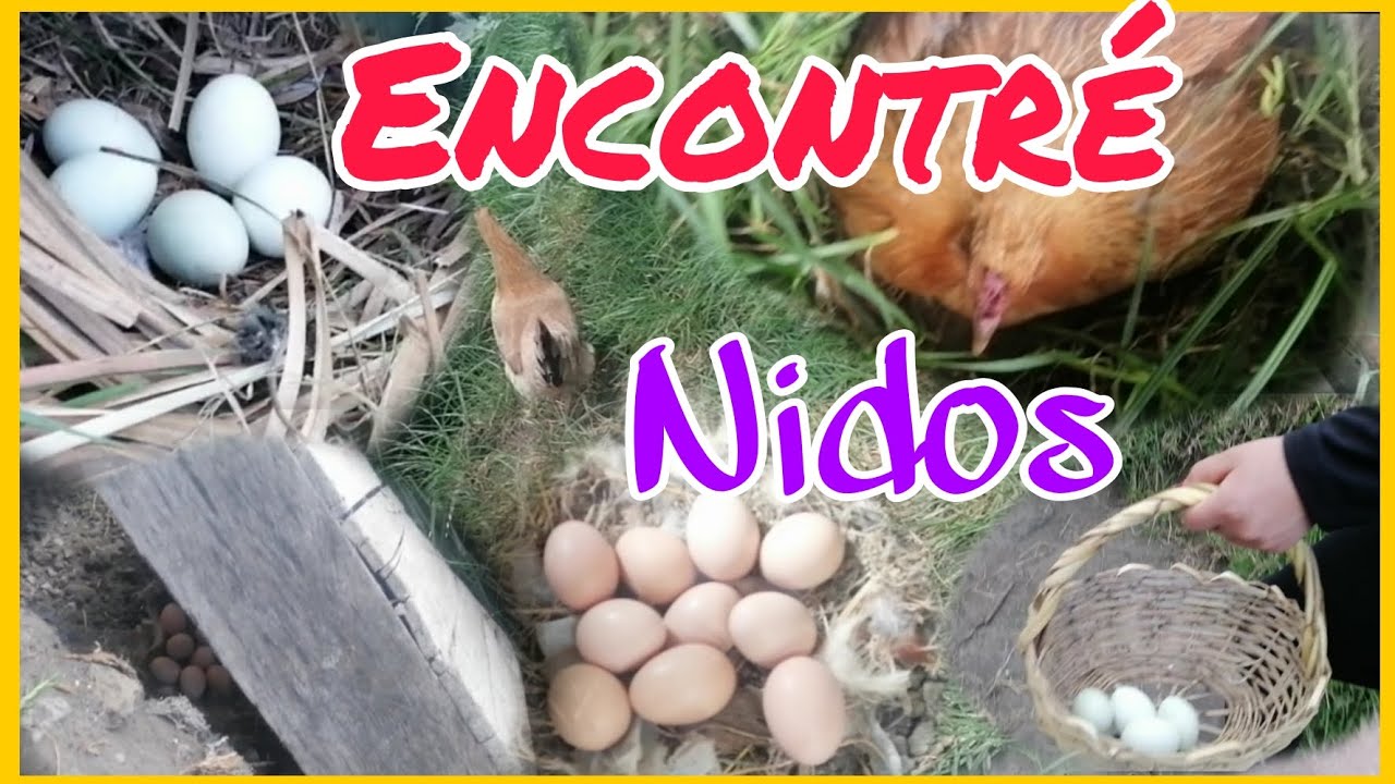 GALLINAS que se escapan de su corral tenían NIDOS escondidos