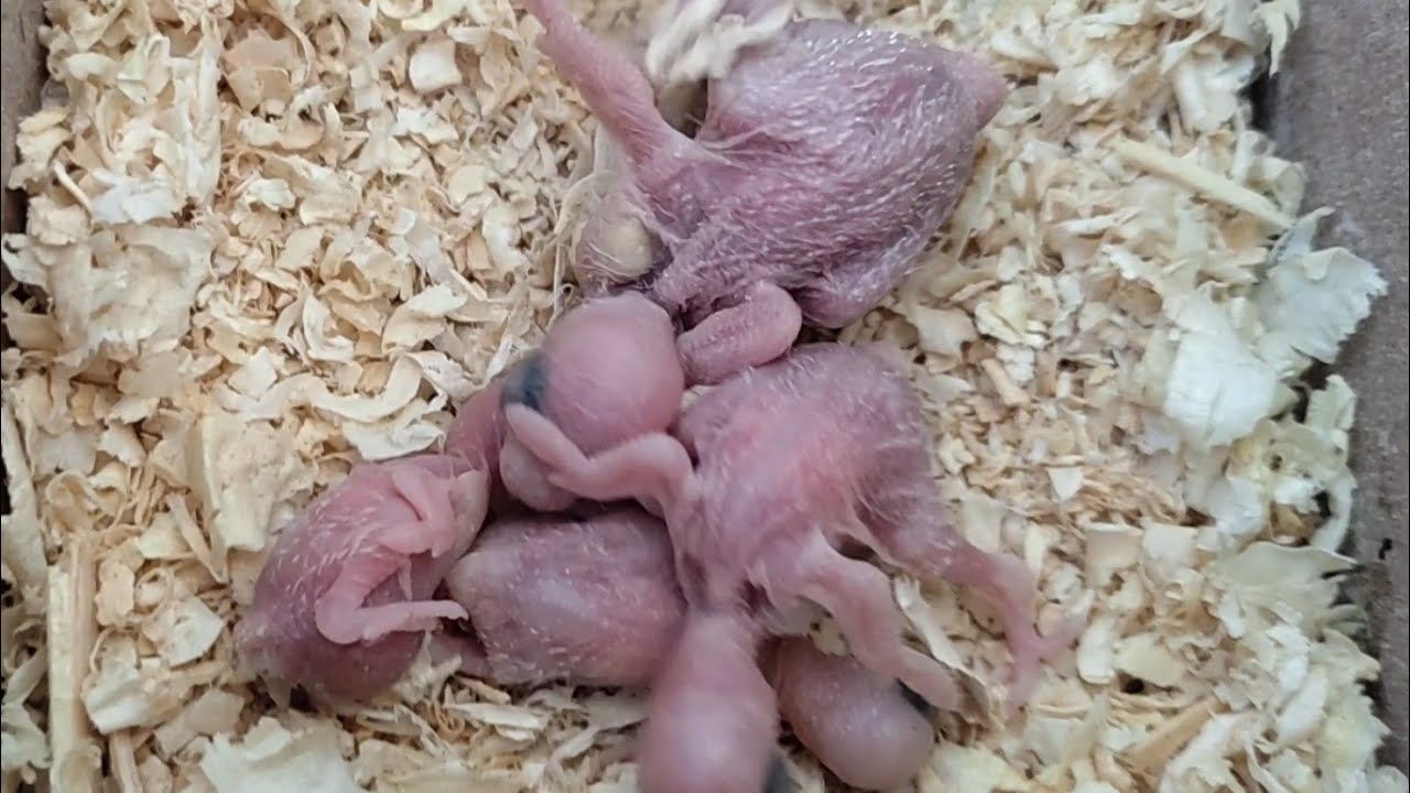 FILHOTES DE PERIQUITO AUSTRALIANO