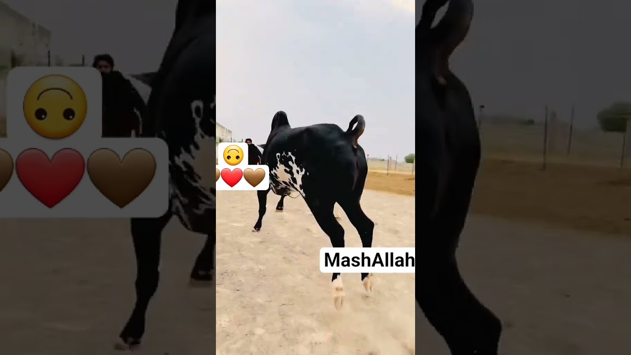 Black beauty fateh jangi bull # 2k25#Qurbani # fateh jang