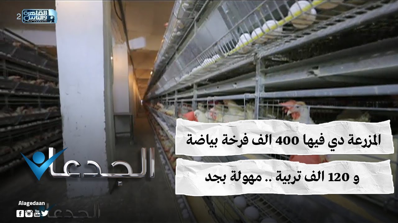 المزرعة دي فيها ٤٠٠ الف فرخة بياضة و ١٢٠ الف تربية .. مهولة بجد