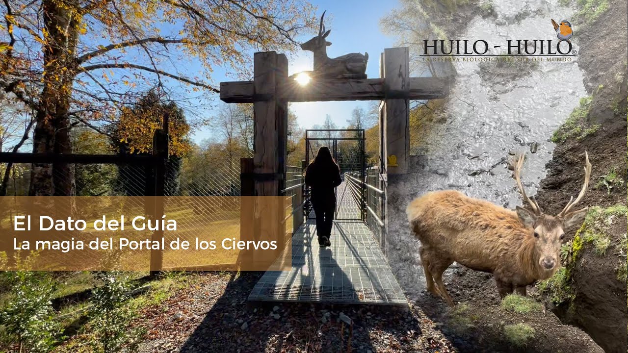 Descubriendo el Portal de los Ciervos 🦌🌿 (El Dato del Guía)
