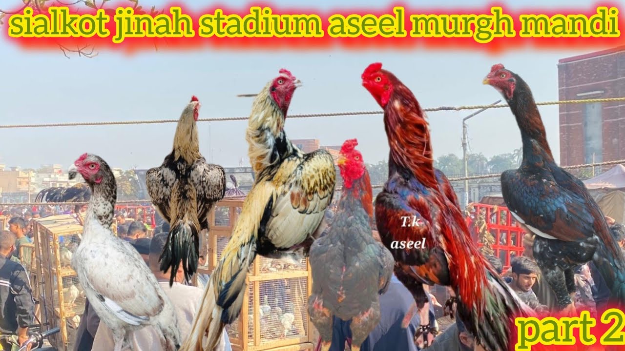 sialkot jinah stadium aseel murgh mandi update part 2 February 2024 #sialkotpetsvlogs