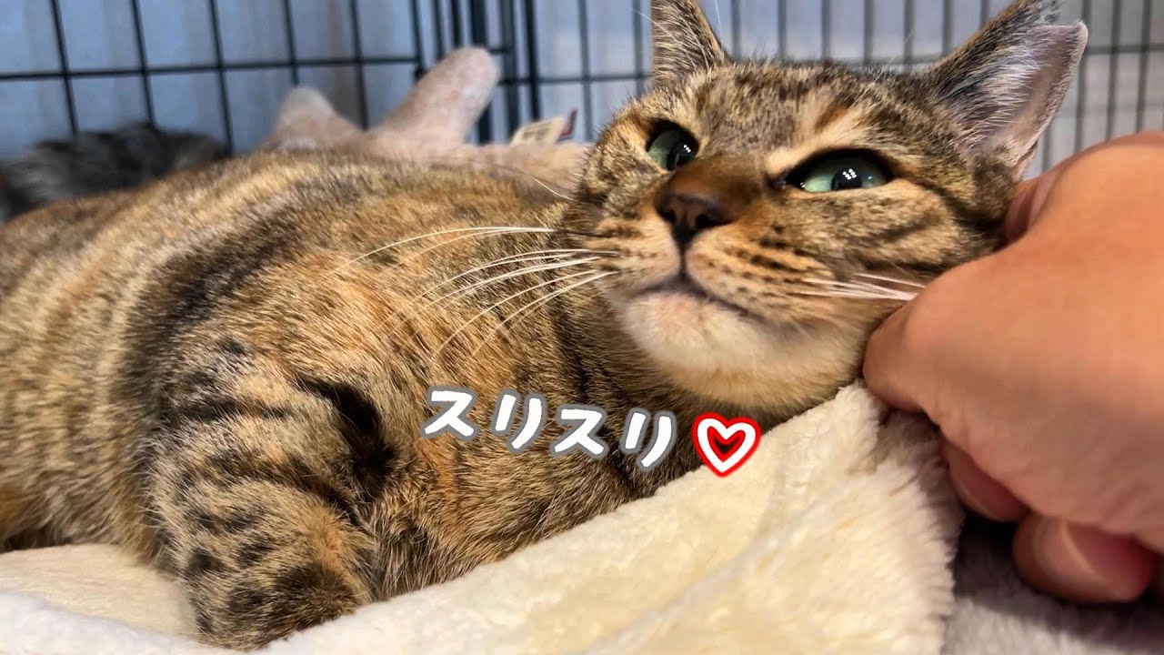 甘えんぼうりんちゃんの予想外な態度にショックを受けるパパ