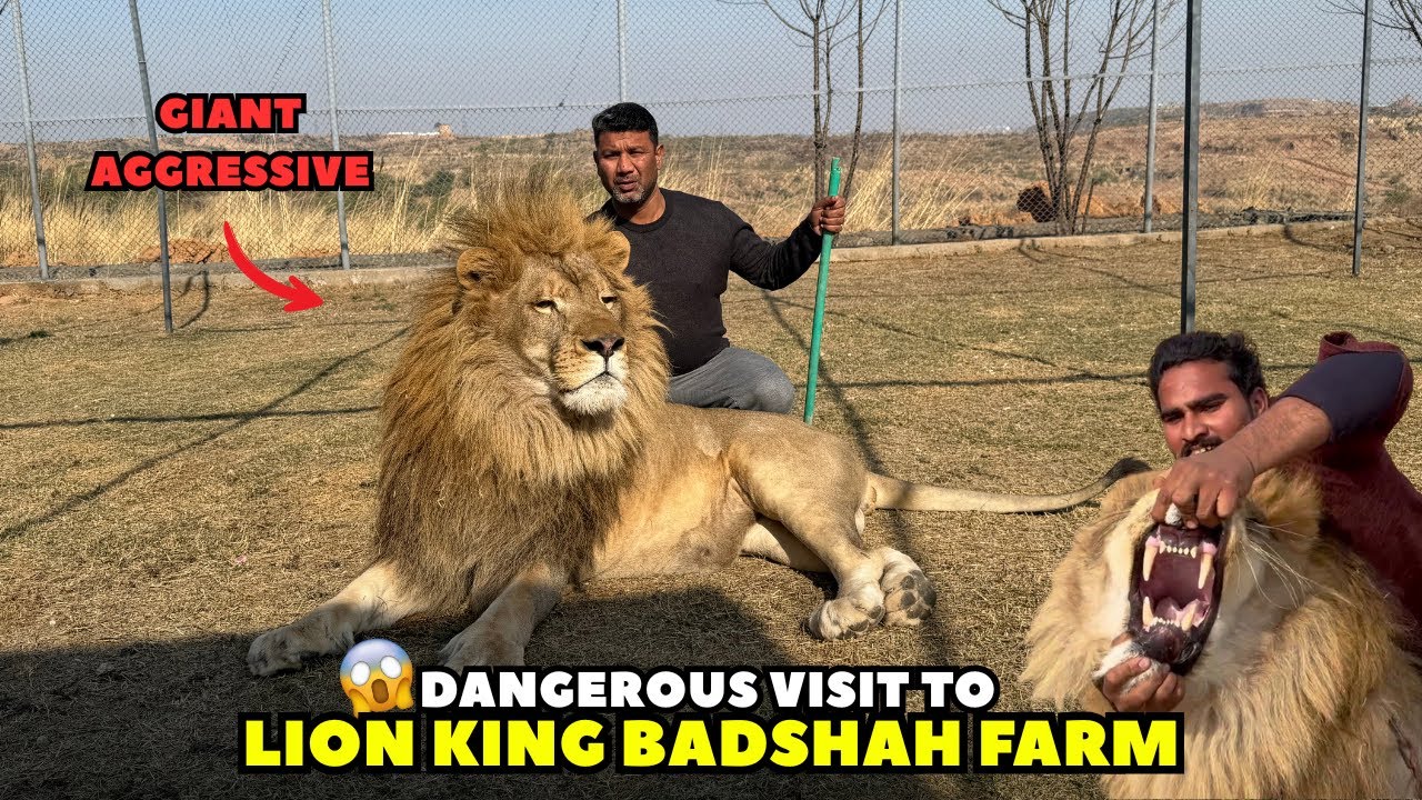 Lion King Badshah Farm Visit Gone Wrong 😨 | Dangerous & Aggressive Lions