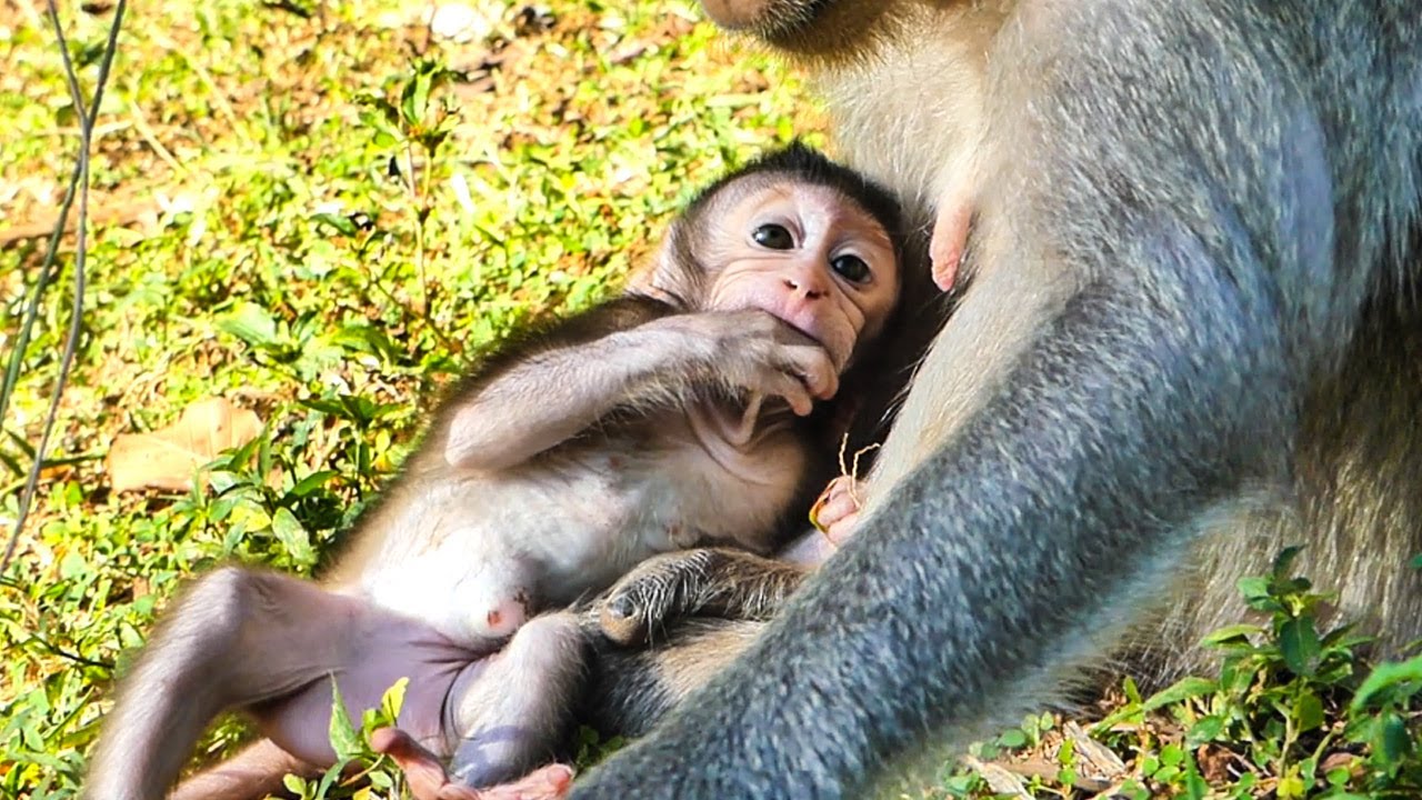 Beautiful lovely baby monkey Sapphire so cute  most active playful great morning