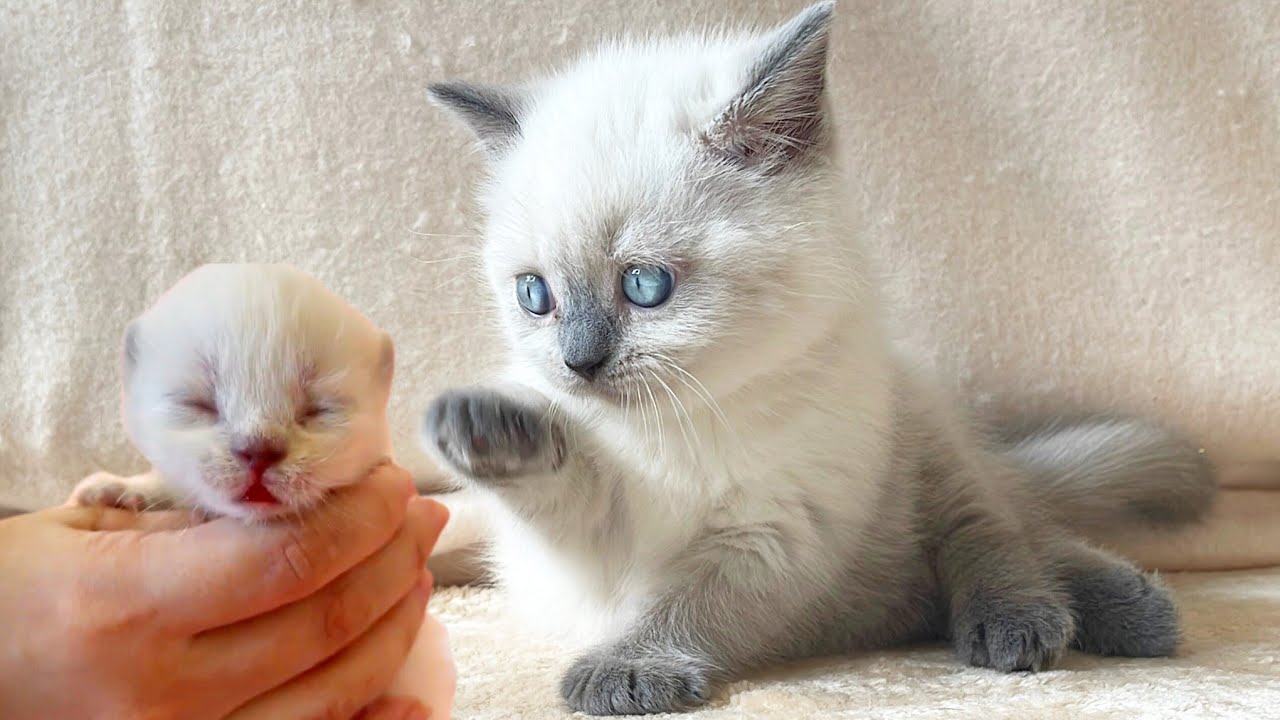 How our Colorpoint British Shorthair kitten Fudge grew up 😻