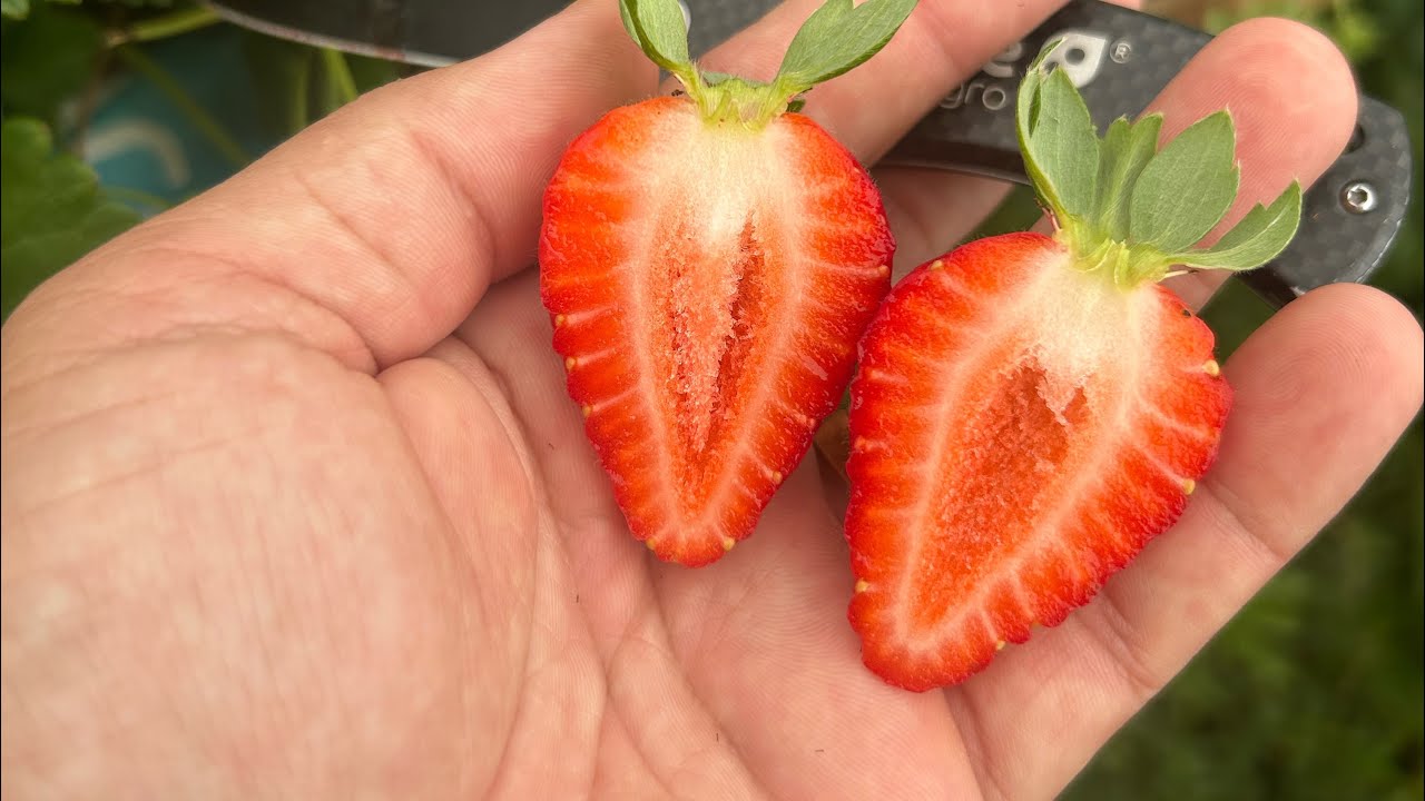 Dia de Visita, Dias Quentes, Estresse das Plantas e Parceria no Canal. Tudo e mais um Pouco 😁🍓🍃