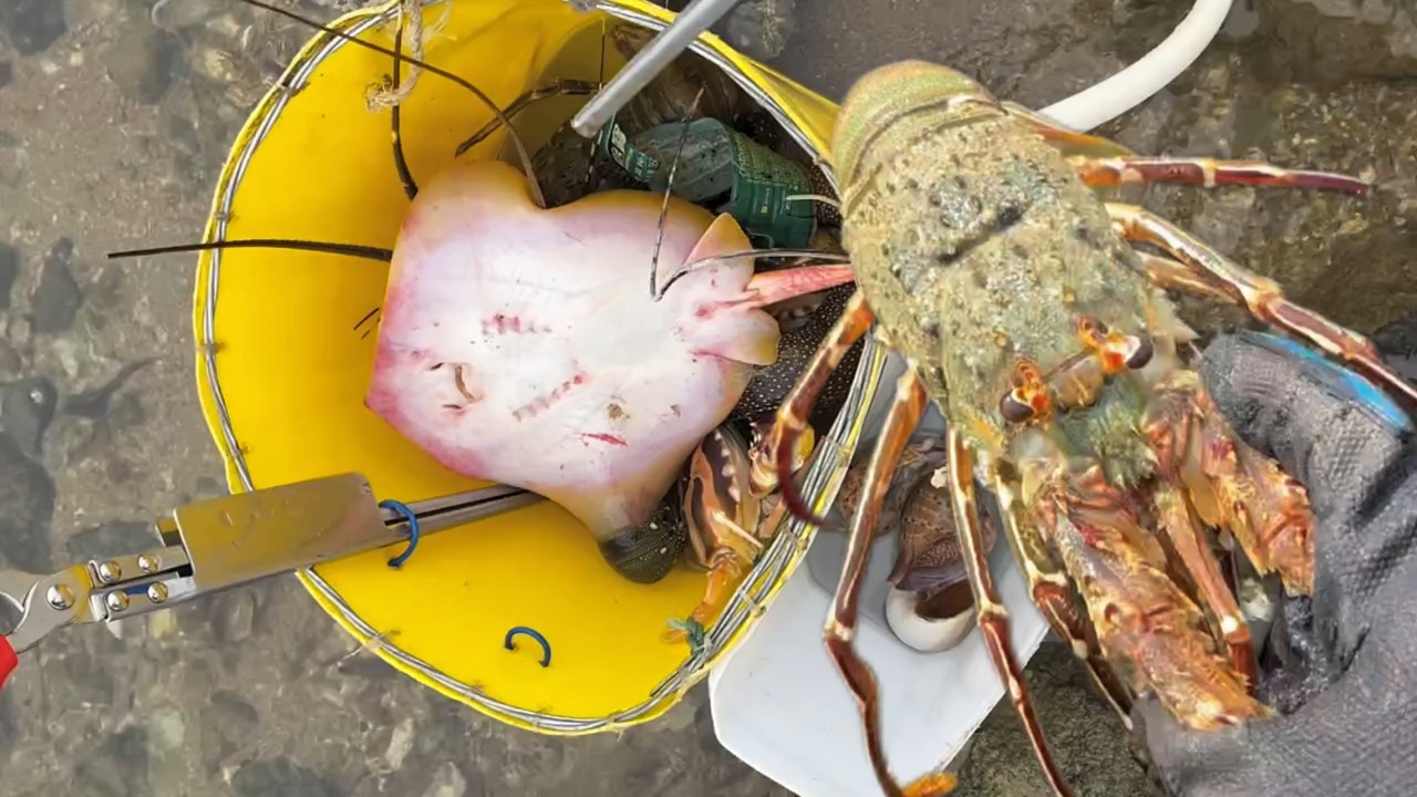 Catching stranded seafood #3 - catching fish, shrimp, crab, lobster, eel, octopus, squid, , seafood