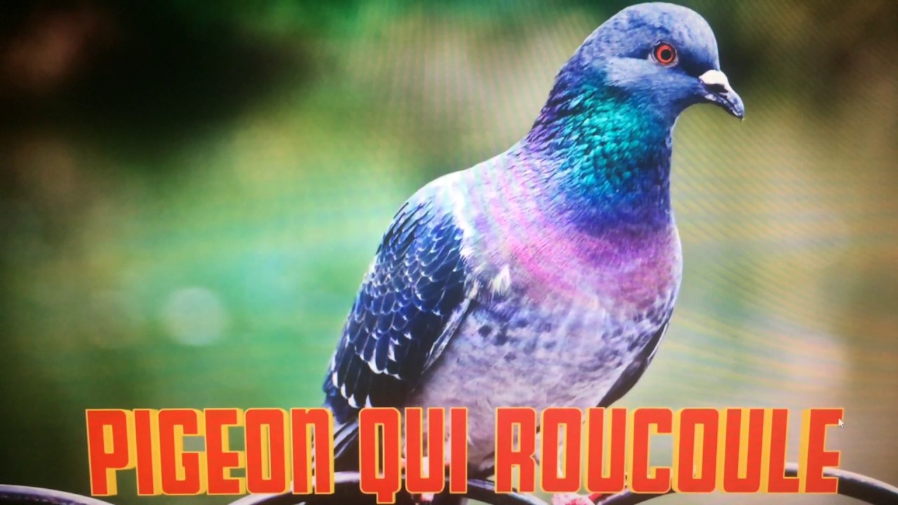 BRUIT DU PIGEON QUI ROUCOULE 🦆