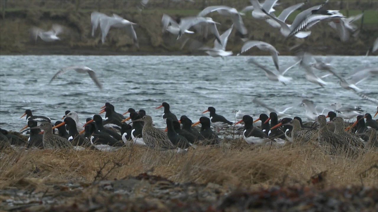 Discover wild Orkney: Winter