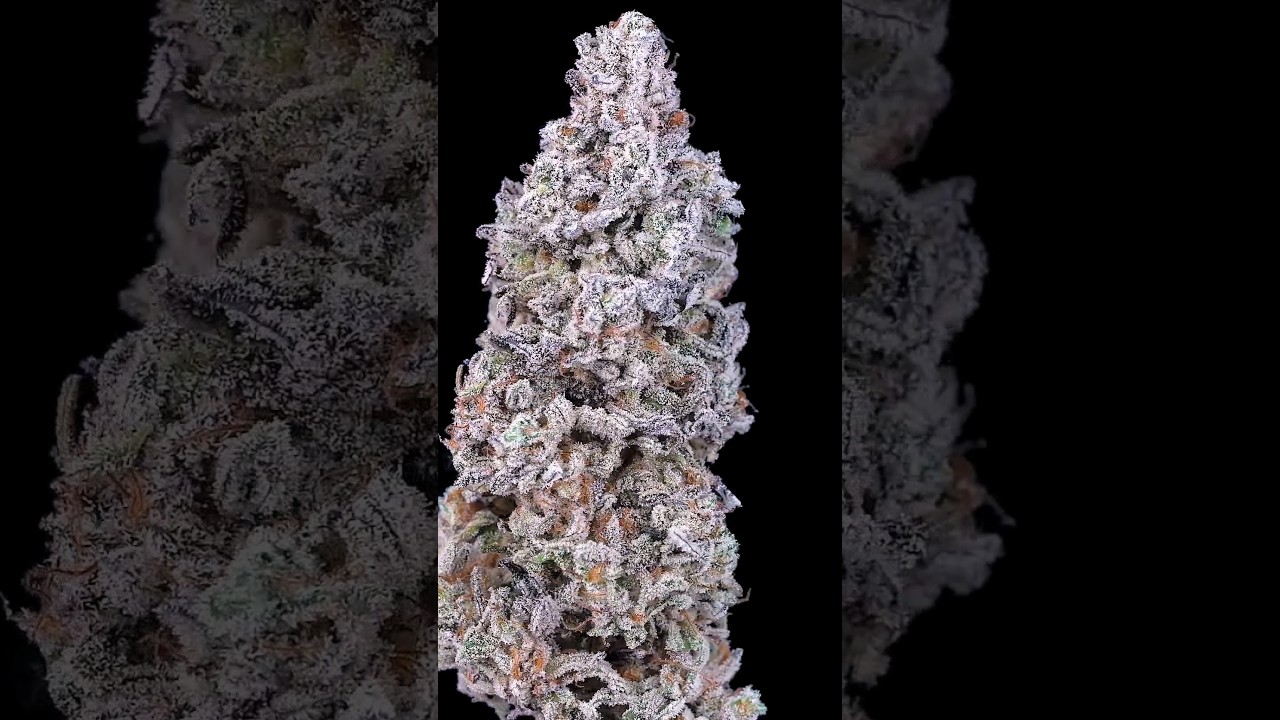 Organic Nana Glue Flush 🍂🍁 just 🔫💦 water when dry. Grown in @GaiaGreenOrganics  #organicgardening