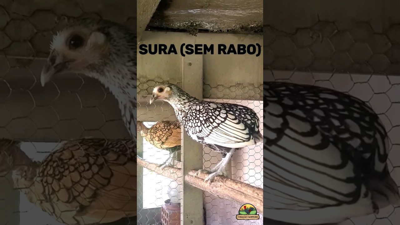 sebrights modelados. Qual seu preferido? 