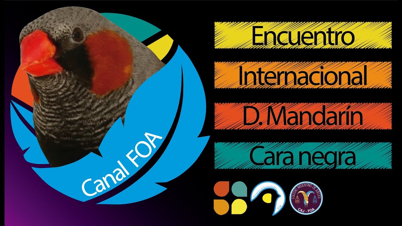 Diamante Mandarín: Encuentro Nº 5