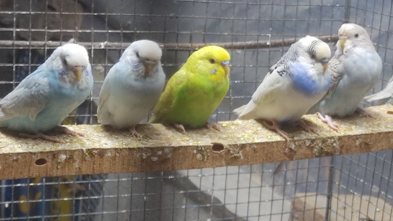 Budgie Baby