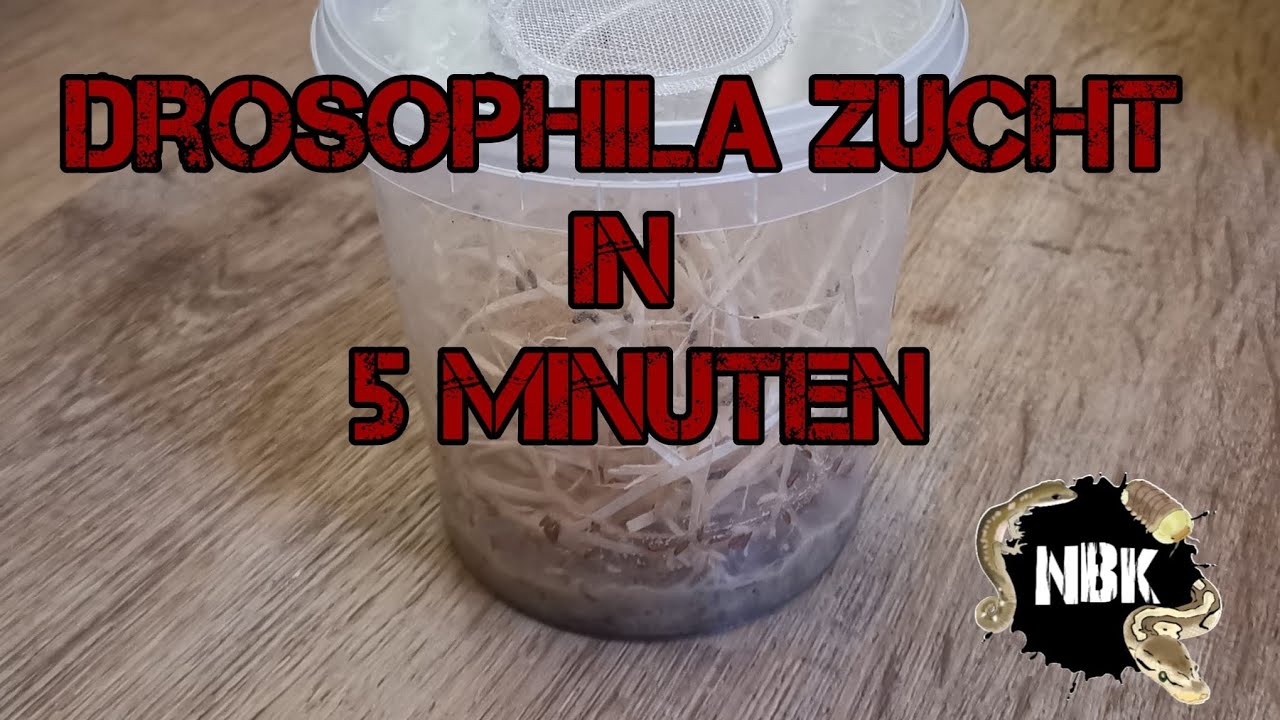 Drosophila züchten in 5 Minuten 🍌 Fruchtfliegen Ansatz / Melanogaster Hydei / culturing fruit flies