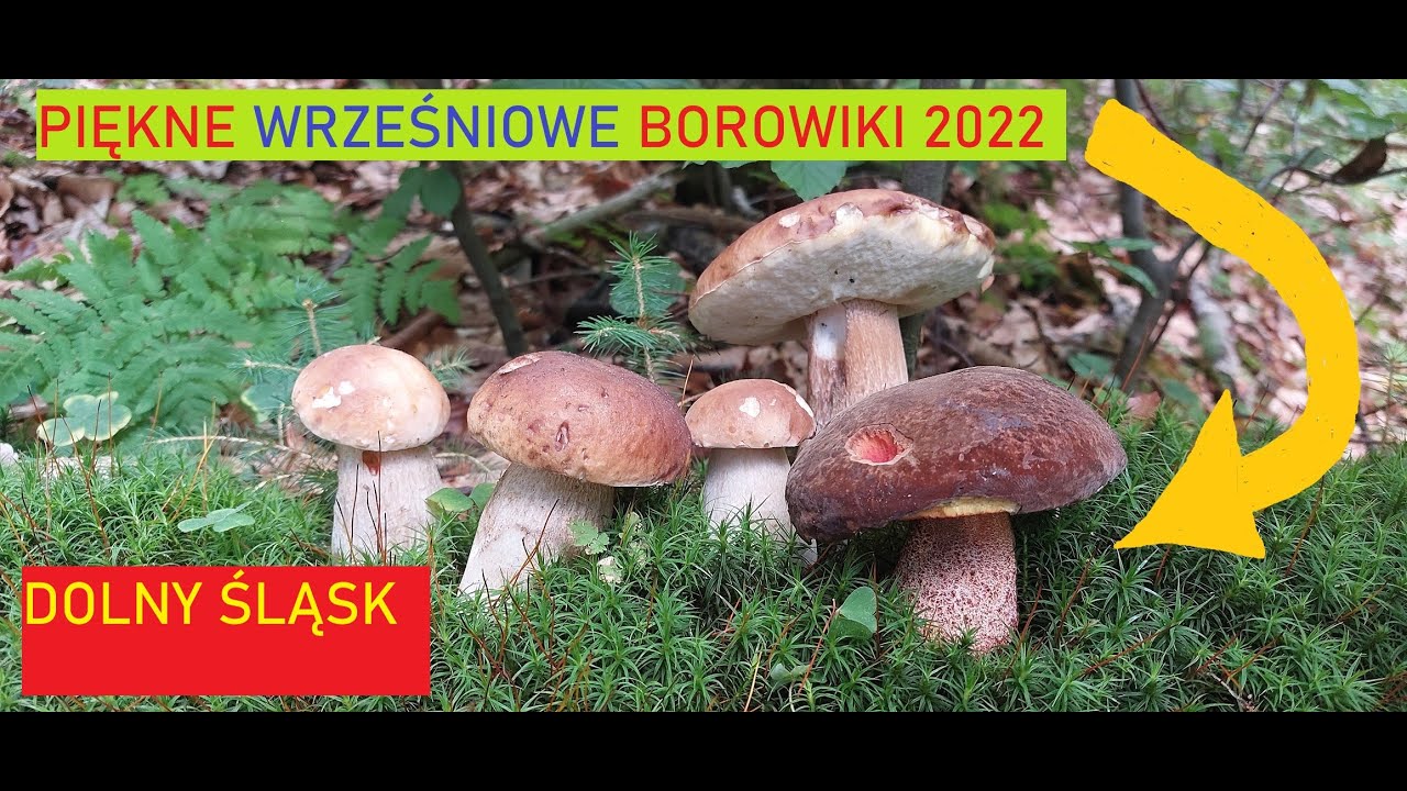 GRZYBY 2022- DOLNY ŚLĄSK- BOROWIK USIATKOWANY -PRAWDZIWKI-KOZAKI--MEGA WYSYP GRZYBÓW-- SZOK!!!!!!!!!