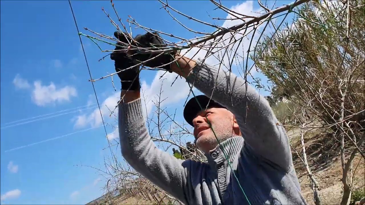 POTATURA INVERNALE DEL MELOGRANO CON GAETANO